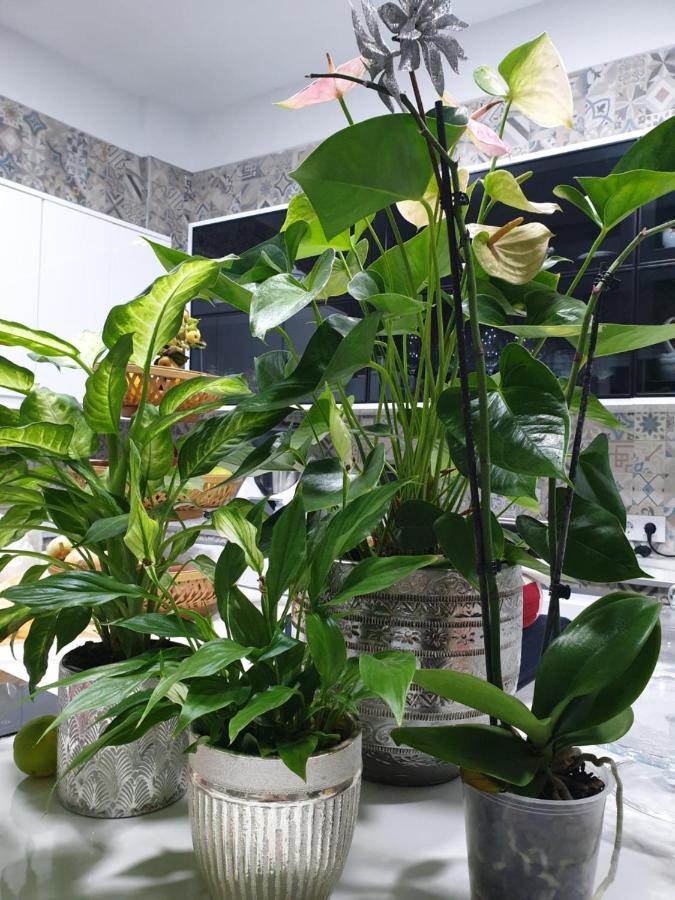 Apartamento Rural Fayna Lejlighed Granadilla De Abona Eksteriør billede
